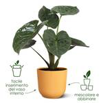 jazz round 26cm giallo ambra